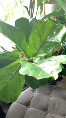 Ficus lyrata