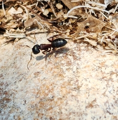 Camponotus herculeanus