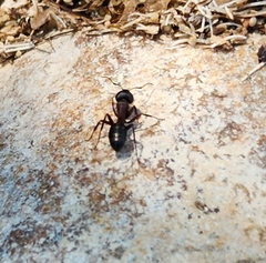 Camponotus herculeanus