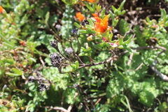Lampranthus aureus