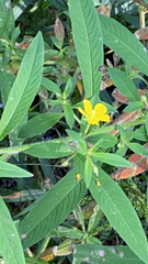 Ludwigia leptocarpa