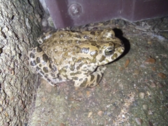 Bufotes viridis sitibundus