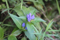 Gentiana clausa