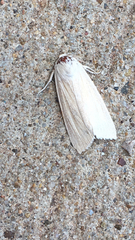 Acronicta insularis