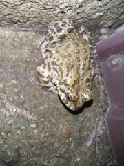 Bufotes viridis sitibundus