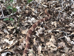 Agkistrodon laticinctus