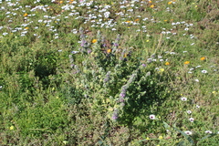 Pseudodictamnus africanus