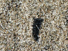 Sphingonotus caerulans