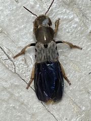 Platydracus maculosus