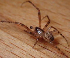 Zygiella x-notata