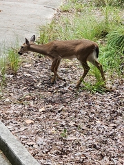 Odocoileus virginianus clavium