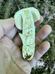 Russula fragrantissima