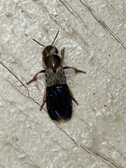 Platydracus maculosus