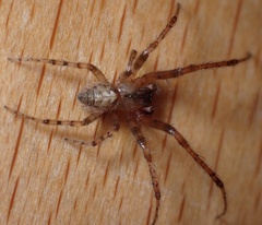 Zygiella x-notata