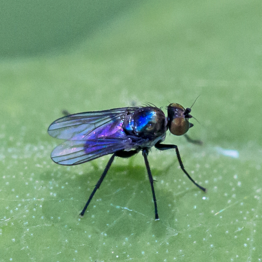 Chrysotus bellus