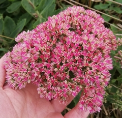 Hylotelephium maximum × spectabile