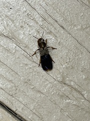 Platydracus maculosus