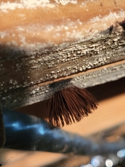 Stemonitis