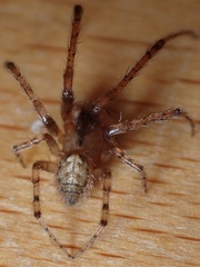 Zygiella x-notata