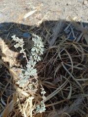 Chenopodiastrum murale