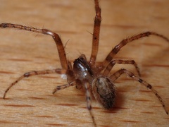 Zygiella x-notata