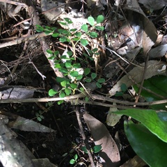 Sophora chathamica