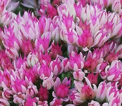 Hylotelephium maximum × spectabile