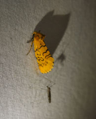 Chrysoecia atrolinea