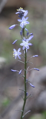 Caesia calliantha