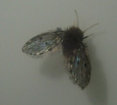 Psychodinae