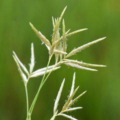 Cyperus articulatus