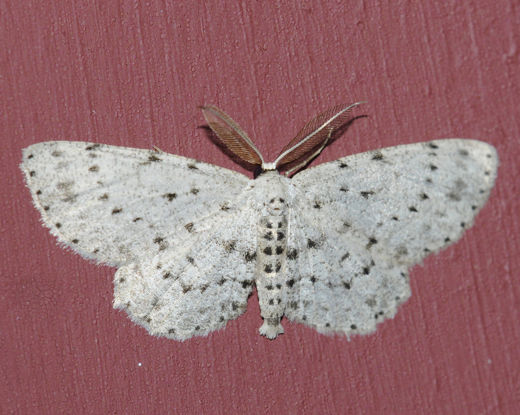 Dotted Gray
