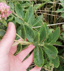 Hylotelephium maximum × spectabile