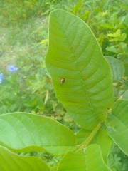 Cheilomenes sexmaculata