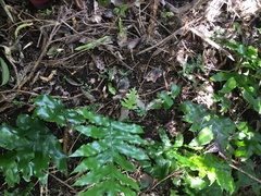 Microsorum pustulatum