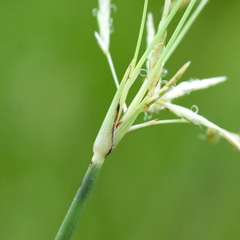 Cyperus articulatus