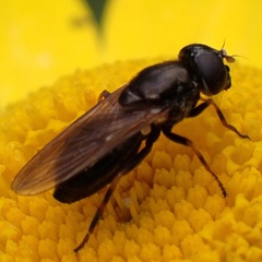 Cheilosia