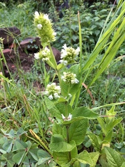 Lepechinia caulescens