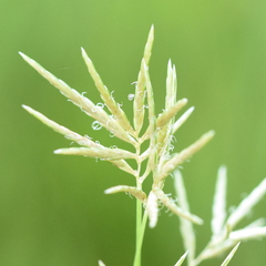 Cyperus articulatus