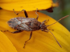 Stictopleurus