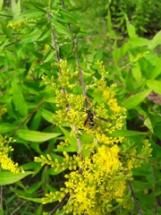 Euodynerus foraminatus