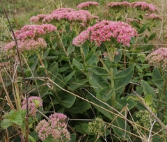 Hylotelephium maximum × spectabile