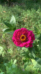 Zinnia elegans