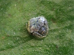 Poecilopachys australasia