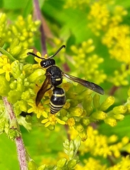 Euodynerus foraminatus