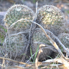 Mammillaria grusonii