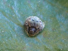 Poecilopachys australasia