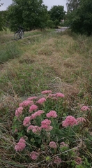 Hylotelephium maximum × spectabile