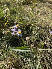 Tripolium pannonicum