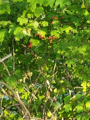 Ribes rubrum